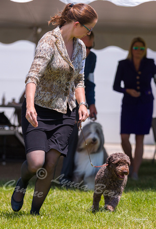Dogshow 2022-06-19 Northeastern Illinois Kennel Club--123621