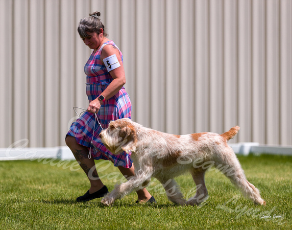 Dogshow 2022-06-19 Northeastern Illinois Kennel Club--125734-3