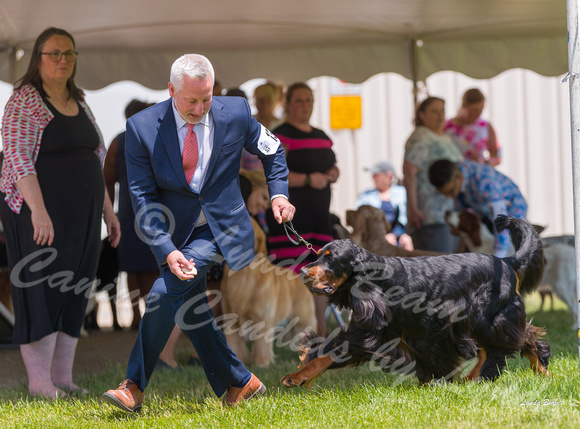 Dogshow 2022-06-19 Northeastern Illinois Kennel Club--125331