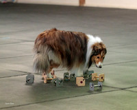 Dogshow 2018-04-07 Interlocking SSC--094410