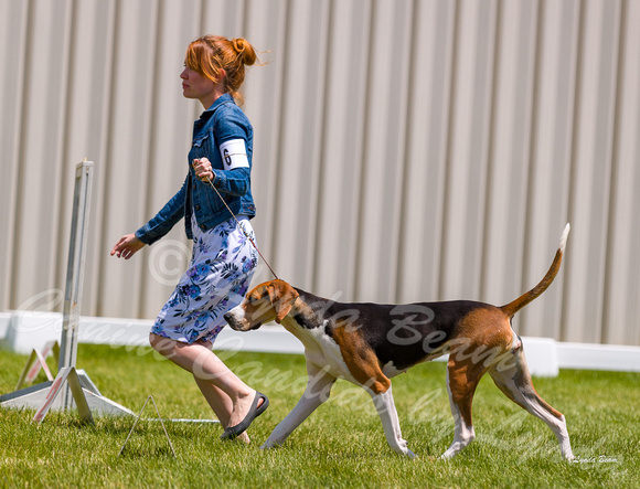 Dogshow 2022-06-19 Northeastern Illinois Kennel Club--124419-2