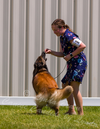 Dogshow 2022-06-19 Northeastern Illinois Kennel Club--123340