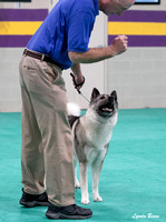 Dogshow 2024-06-30 NEINEA Candids--103913