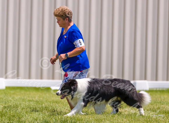 Dogshow 2022-06-19 Northeastern Illinois Kennel Club--123402-5