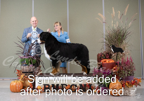 Dogshow 2024-10-26 BMDCNI Day 2--165537