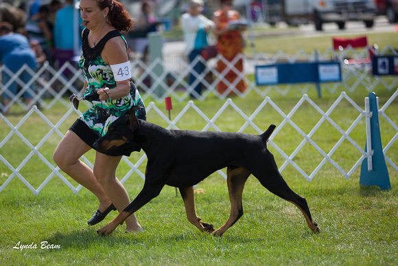 Doberman Pinschers - Waukesha Kennel Club,  July 28, 2012