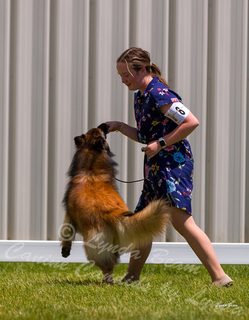 Dogshow 2022-06-19 Northeastern Illinois Kennel Club--123340-2