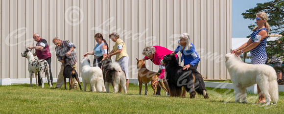 Dogshow 2022-06-19 Northeastern Illinois Kennel Club--132438-2