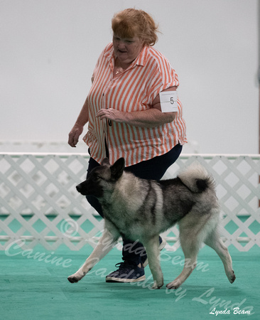 Dogshow 2024-06-29 NEINEA Candids--123633