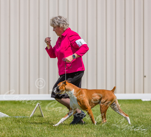 Dogshow 2022-06-19 Northeastern Illinois Kennel Club--135354-4