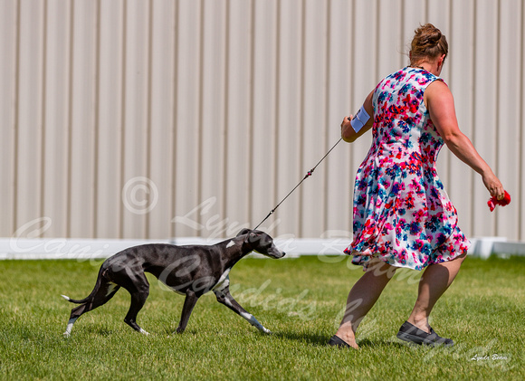 Dogshow 2022-06-19 Northeastern Illinois Kennel Club--135550-3