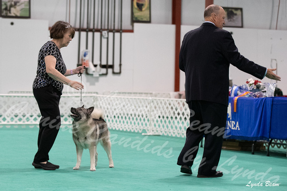 Dogshow 2024-06-30 NEINEA Candids--110632