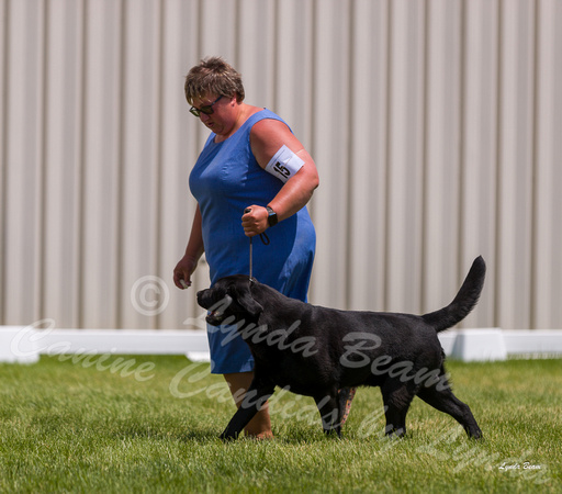 Dogshow 2022-06-19 Northeastern Illinois Kennel Club--125855-3