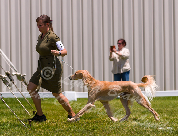Dogshow 2022-06-19 Northeastern Illinois Kennel Club--124048-3