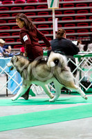 Alaskan Malamutes - KC of Yorkville, Sunday, April 8 2012