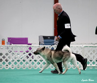 Dogshow 2024-06-29 NEINEA Candids--123958