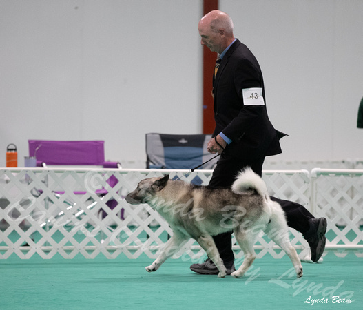 Dogshow 2024-06-29 NEINEA Candids--123958