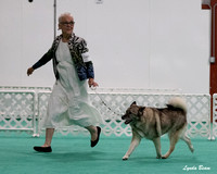 Dogshow 2024-06-30 NEINEA Candids--111435-2