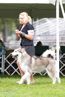 Alaskan Malamutes - Racine KC, 13 August 2012