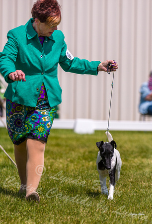 Dogshow 2022-06-19 Northeastern Illinois Kennel Club--134023-3
