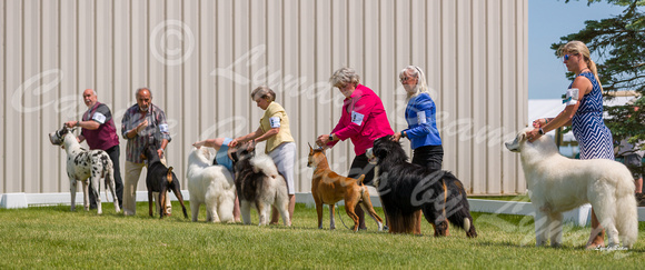 Dogshow 2022-06-19 Northeastern Illinois Kennel Club--132441