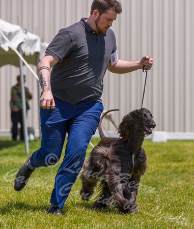 Dogshow 2022-06-19 Northeastern Illinois Kennel Club--124009