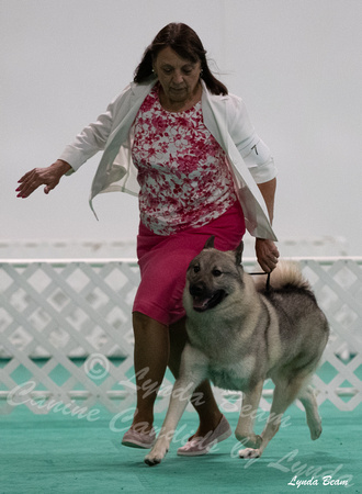 Dogshow 2024-06-29 NEINEA Candids--123329