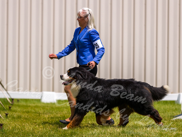 Dogshow 2022-06-19 Northeastern Illinois Kennel Club--131646-3