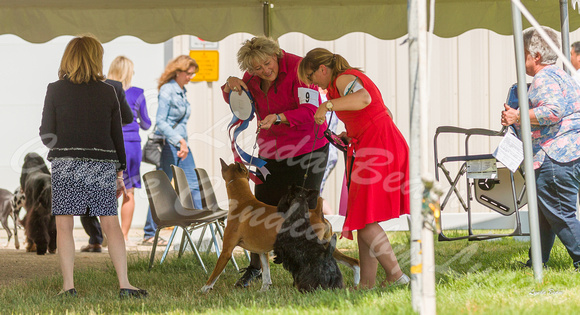 Dogshow 2022-06-19 Northeastern Illinois Kennel Club--140036