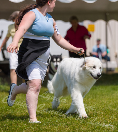 Dogshow 2022-06-19 Northeastern Illinois Kennel Club--132411-2