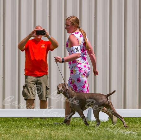 Dogshow 2022-06-19 Northeastern Illinois Kennel Club--130530