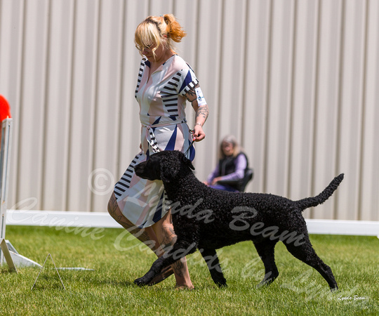 Dogshow 2022-06-19 Northeastern Illinois Kennel Club--130026-5