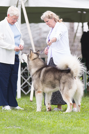 Alaskan Malamutes - Racine KC, 13 August 2012