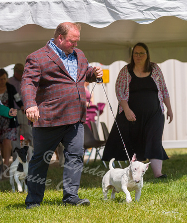 Dogshow 2022-06-19 Northeastern Illinois Kennel Club--133534