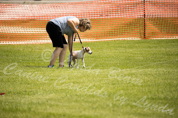 Dogshow 2016-06-11 Oak Creek CAT--105110-4