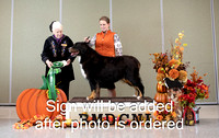 Dogshow 2024-10-25 BMDCNI Day 1--162250-2