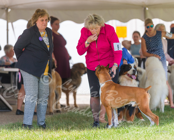 Dogshow 2022-06-19 Northeastern Illinois Kennel Club--131518