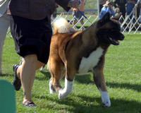 20100815 Greater Racine Kennel Club, August 15, 2010