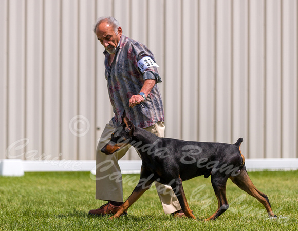 Dogshow 2022-06-19 Northeastern Illinois Kennel Club--131239-4
