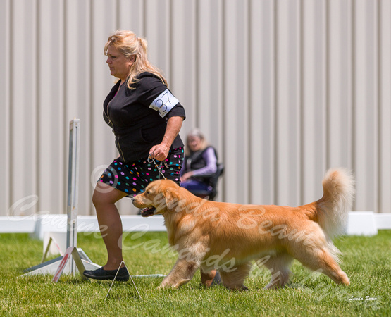 Dogshow 2022-06-19 Northeastern Illinois Kennel Club--125404-2