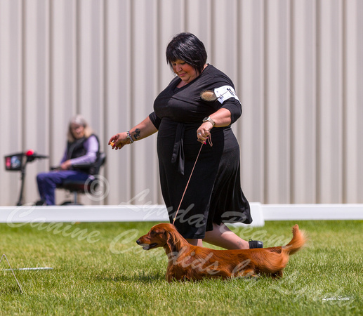 Dogshow 2022-06-19 Northeastern Illinois Kennel Club--124934