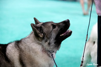 Dogshow 2024-06-30 NEINEA Candids--113615