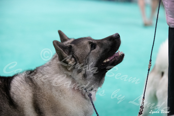 Dogshow 2024-06-30 NEINEA Candids--113615