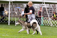 Alaskan Malamutes - Racine KC, 13 August 2012