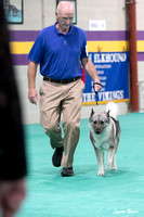 Dogshow 2024-06-30 NEINEA Candids--104019-3