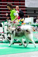 Alaskan Malamutes - KC of Yorkville, Sunday, April 8 2012
