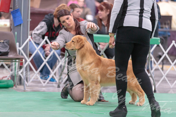 Dogshow 2018-01-25 Grayslake Day 1--171218