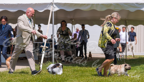 Dogshow 2022-06-19 Northeastern Illinois Kennel Club--132745-5