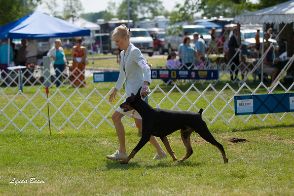 Doberman Pinschers - Waukesha Kennel Club,  July 28, 2012