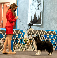Dogshow 2022-03-06 CSSC Show 4 Candids --131201